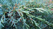jalovec-virginsky-”-hetz-„-–-juniperius-virginiana-„-hetz-„-1000-kus.jpg